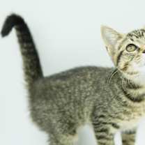 Thumbnail photo of Tweety #4