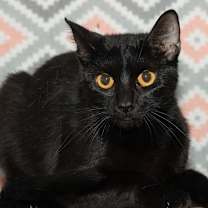 Thumbnail photo of Shurie #3