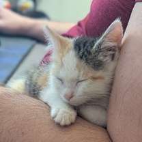 Thumbnail photo of Maple #2