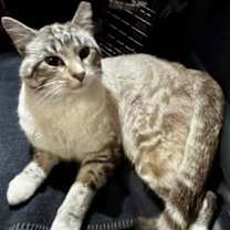 Thumbnail photo of Fortissimo #1