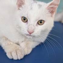 Thumbnail photo of Montana #1