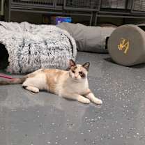 Thumbnail photo of French Toast #2