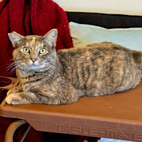 Thumbnail photo of Happy Potatos #2