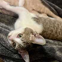 Thumbnail photo of Bulma #3