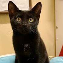 Thumbnail photo of Buzz #1