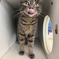 Thumbnail photo of Peri #1