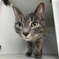 Thumbnail photo of Peri #2