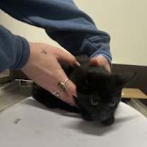 Thumbnail photo of Batman #1