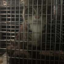 Thumbnail photo of Felicia- Adopted #3