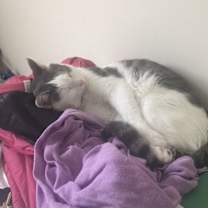 Thumbnail photo of Faro #2