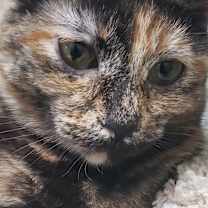 Thumbnail photo of GOLDWYN #2