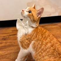 Thumbnail photo of Ginger #2