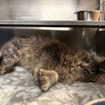 Thumbnail photo of RJ #2