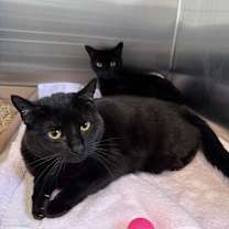 Thumbnail photo of Frankie  #4