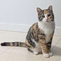 Thumbnail photo of Musa  #1