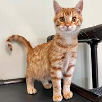 Thumbnail photo of Tweet #1