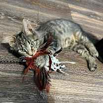 Thumbnail photo of Chetyre #1