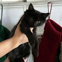 Thumbnail photo of Odin #1