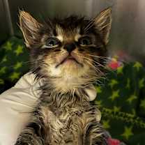 Thumbnail photo of Chetyre #2