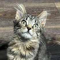 Thumbnail photo of Chetyre #3