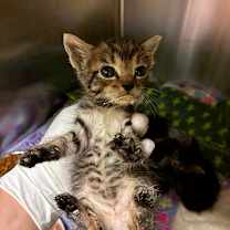 Thumbnail photo of Pyat #2