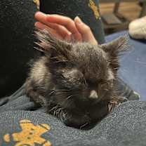 Thumbnail photo of Odin #4