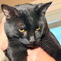 Thumbnail photo of Moe #4