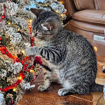 Thumbnail photo of 1125-62 Fred #4