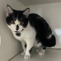 Thumbnail photo of Uno #2