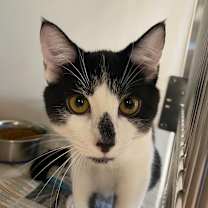 Thumbnail photo of Uno #3