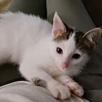 Thumbnail photo of Barney #3