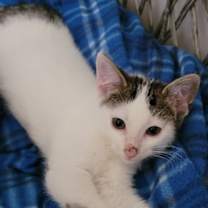 Thumbnail photo of Barney #4