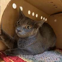 Thumbnail photo of Ketchup #2