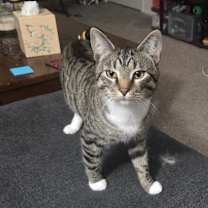 Thumbnail photo of Mario #1