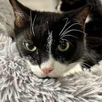 Thumbnail photo of Romeo #1