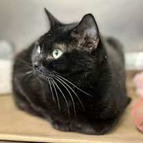 Thumbnail photo of Quila #2