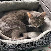 Thumbnail photo of Basil #4