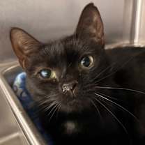 Thumbnail photo of Elvira #1