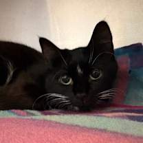 Thumbnail photo of Turducken #2