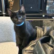 Thumbnail photo of Salem #1