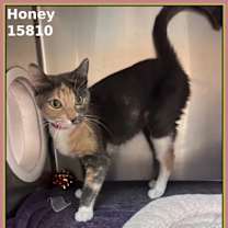 Thumbnail photo of HONEY #4