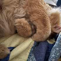 Thumbnail photo of Oliver #1