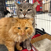 Thumbnail photo of Butch Cassidy #4