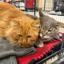 Thumbnail photo of Sundance #4