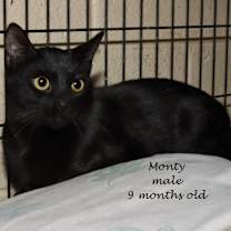 Thumbnail photo of Monty #2