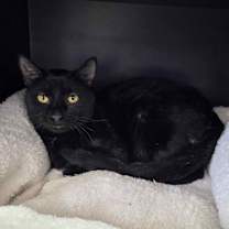 Thumbnail photo of Black Hawk - Sidekick #1