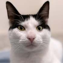 Thumbnail photo of Jean Claude - CSC #1