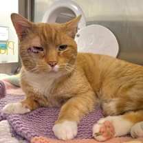 Thumbnail photo of EZ-Cheese FIV + #1