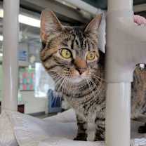 Thumbnail photo of Crunchy Swiss Cheese #2