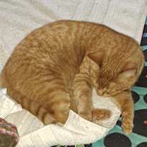 Thumbnail photo of GG #1